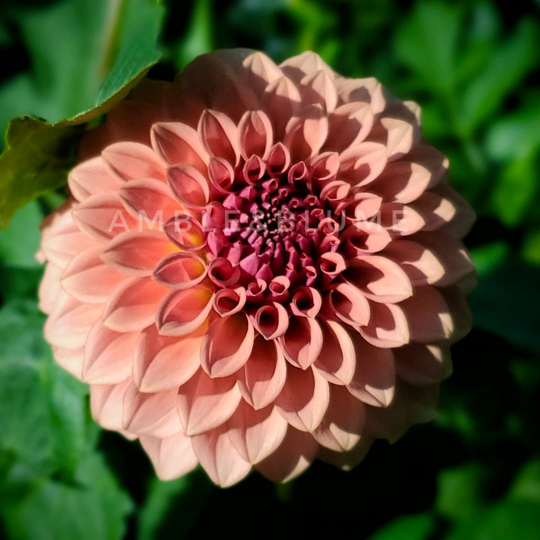 Dahlia Levi's Blue Smoke - LIMIT 1