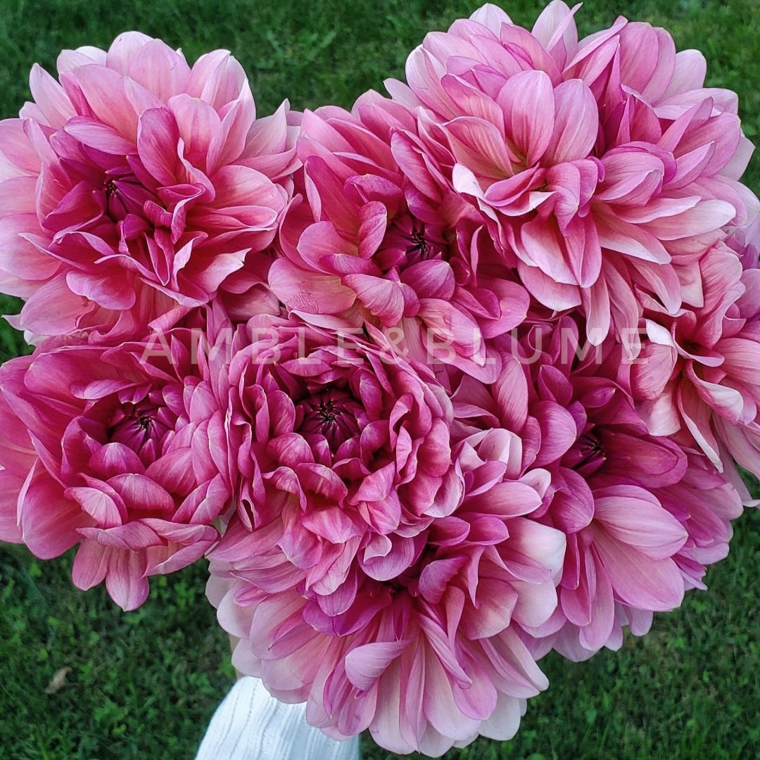 Dahlia Sourire de Crozon - LIMIT 1