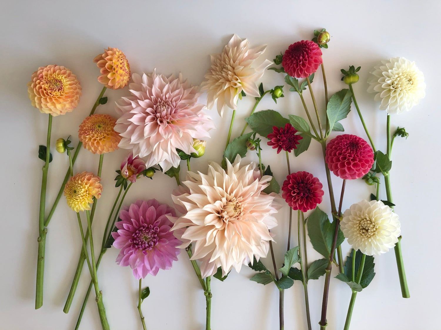 Dahlia flower stems lying flat Cafe au Lait Ferncliff Rusty