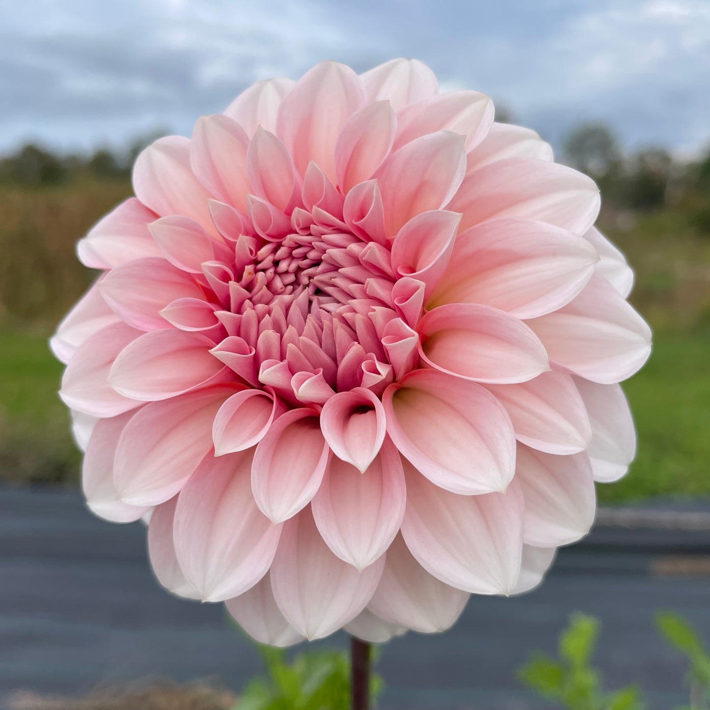 Dahlia RM Baby Girl