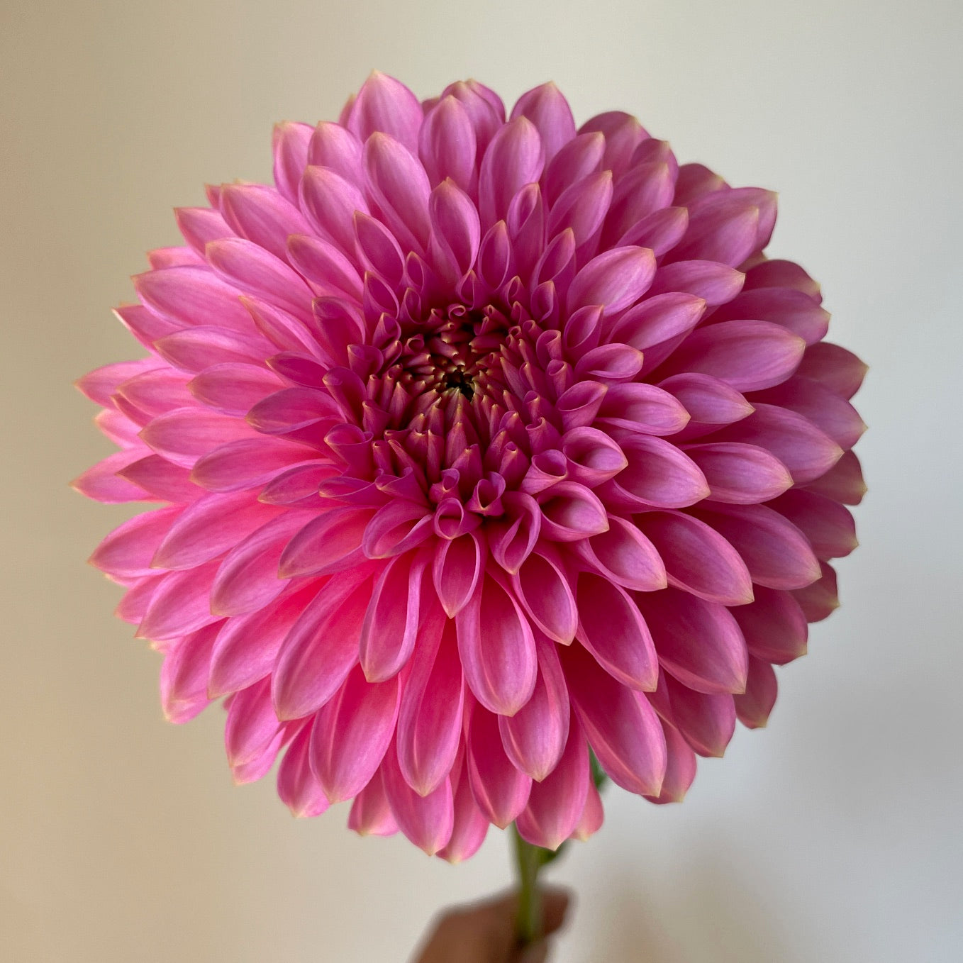Dahlia Bloomquist Pink Parfait - LIMIT 1