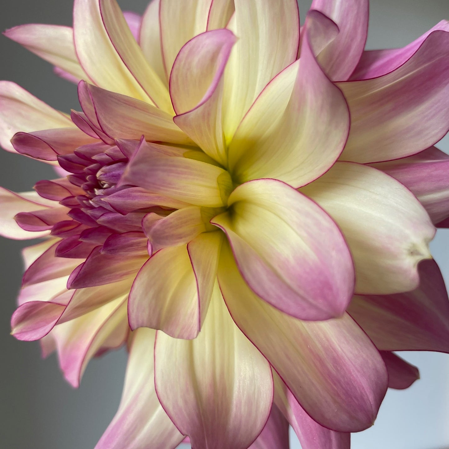 Dahlia AC Twisp - LIMIT 1