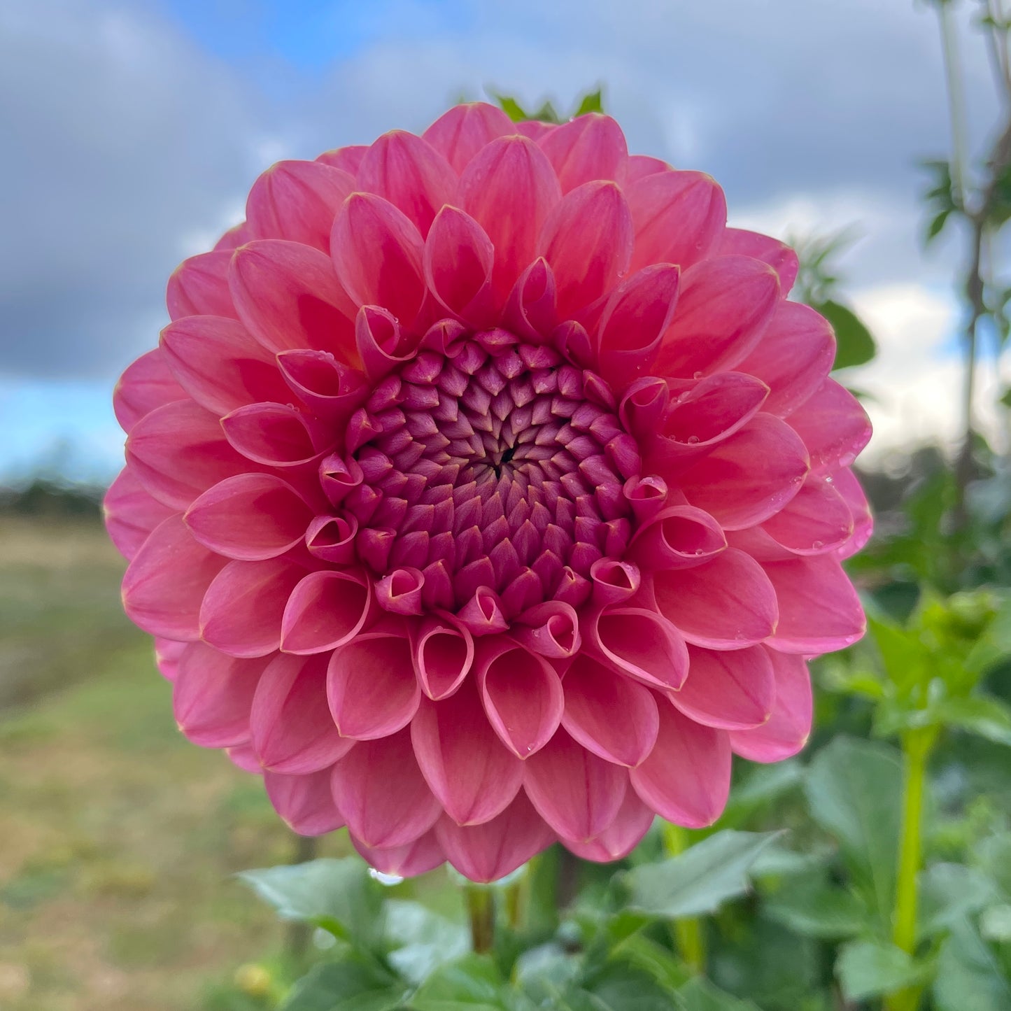 Dahlia Dikara Superb