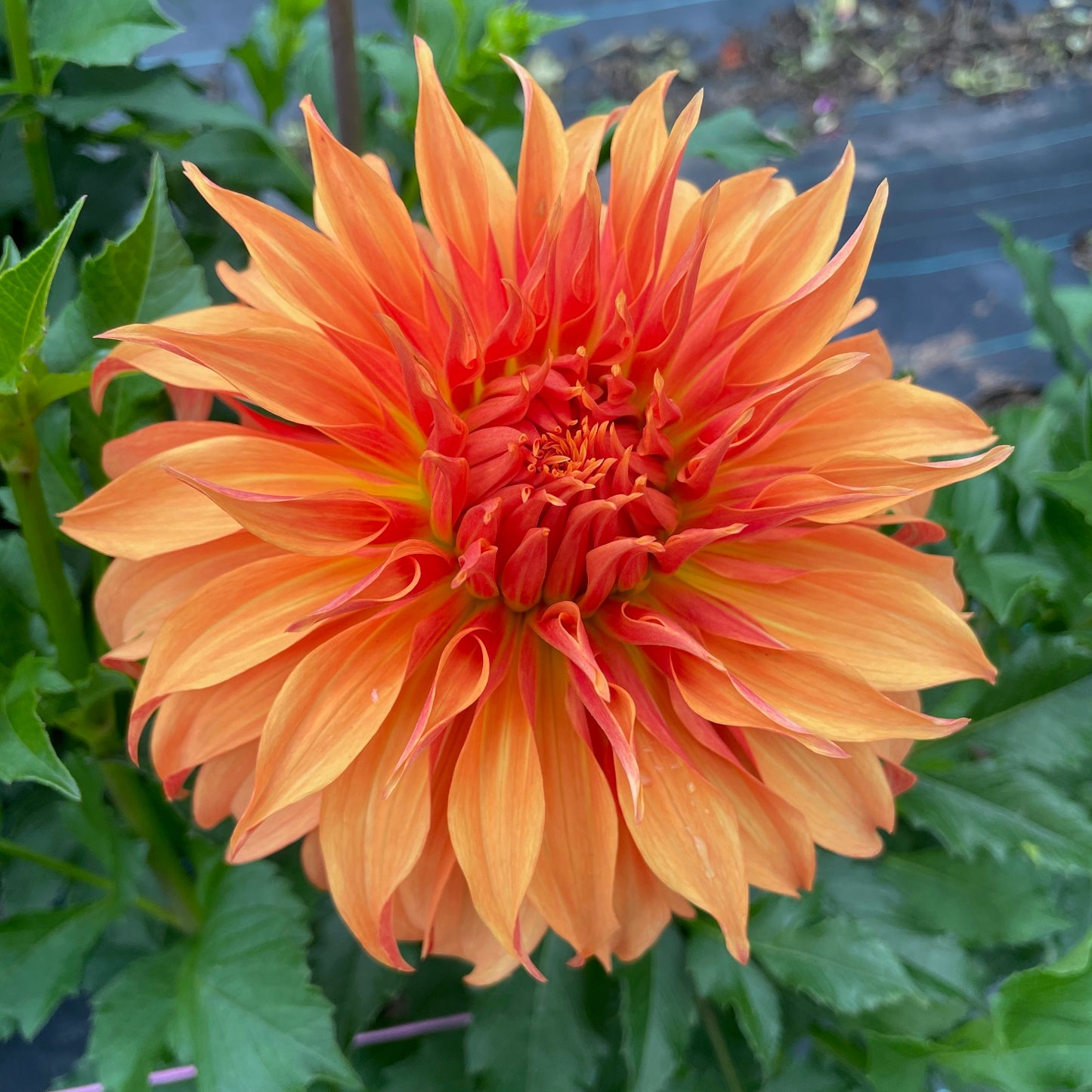 Dahlia Bloomquist Jean