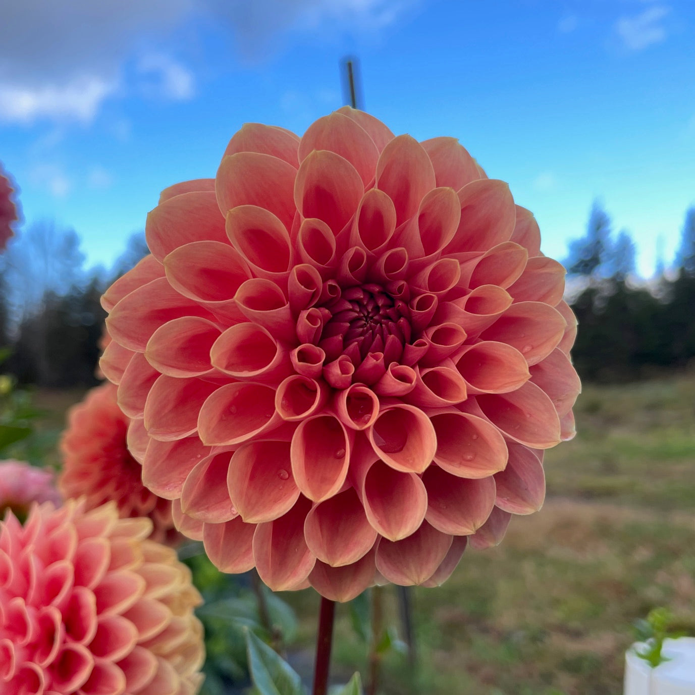 Dahlia CHi Chuckles