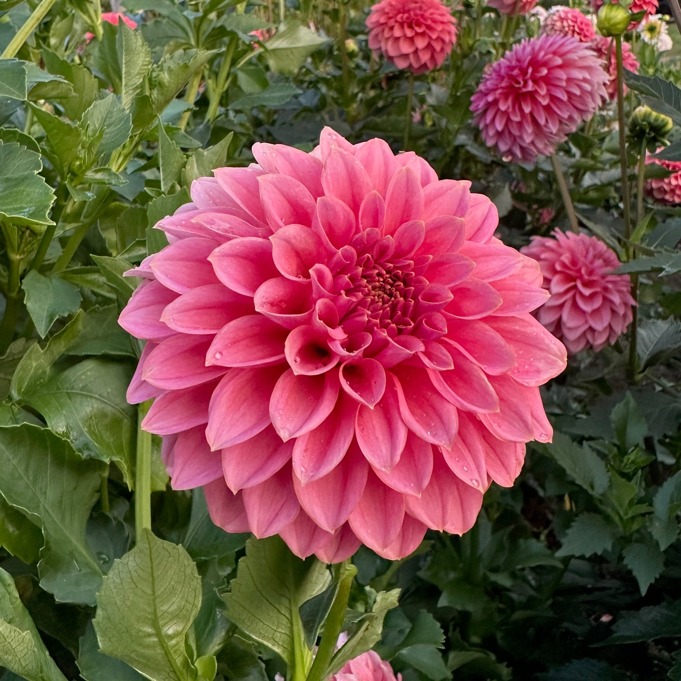 Dahlia Lee's Mauva Guava - LIMIT 1