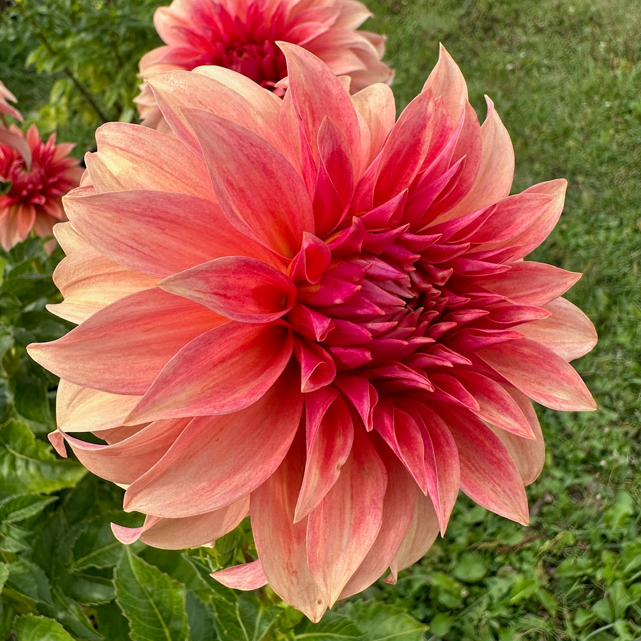 Dahlia Bloomquist Pleasing
