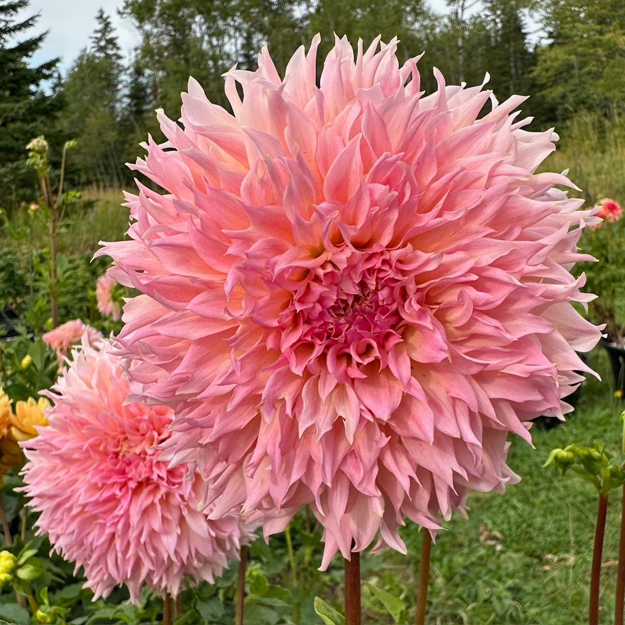 Dahlia Lee's Pink Grapefruit - LIMIT 1