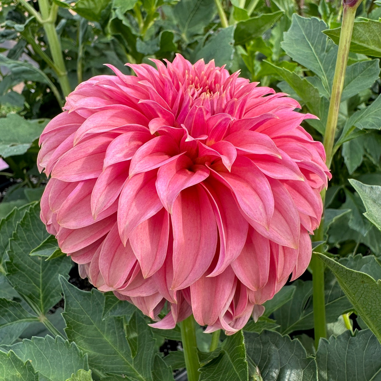 Dahlia Lee's San Miguel - LIMIT 1