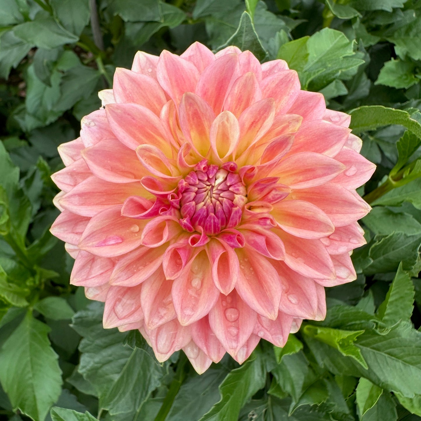 Dahlia Bloomquist Alan