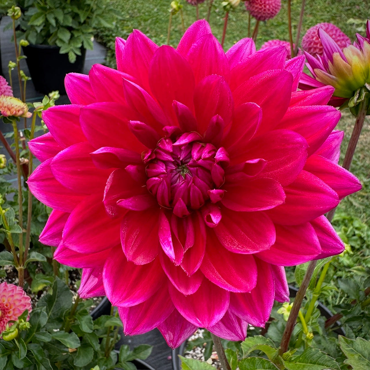 Dahlia Hollyhill Pandora - LIMIT 1