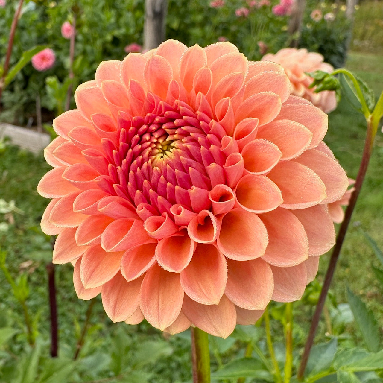 Dahlia Verrone's Socrates - LIMIT 1