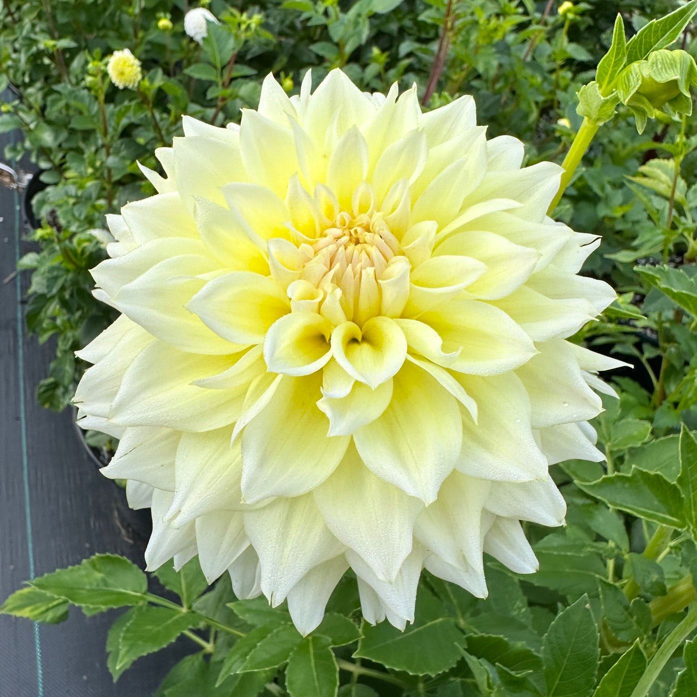 Dahlia Westerton Lillian
