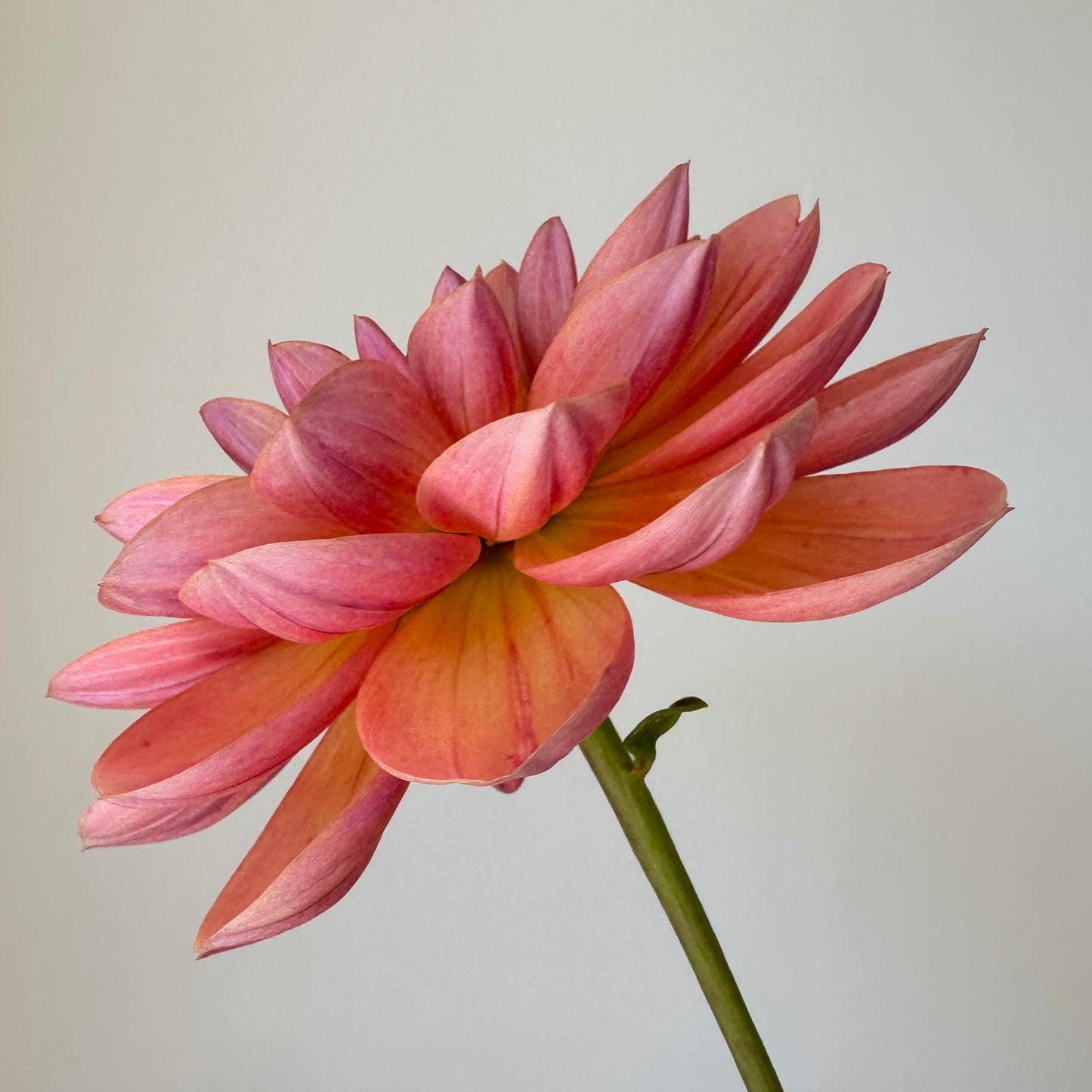 Dahlia Oregon Sunset - LIMIT 1