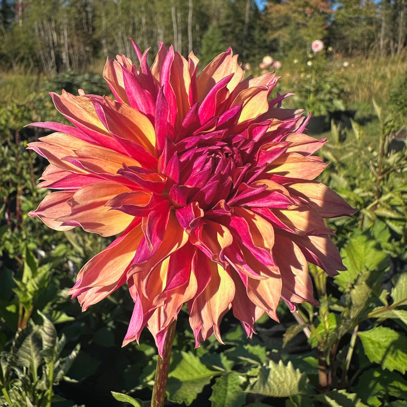 Dahlia River's Elizabeth - LIMIT 1