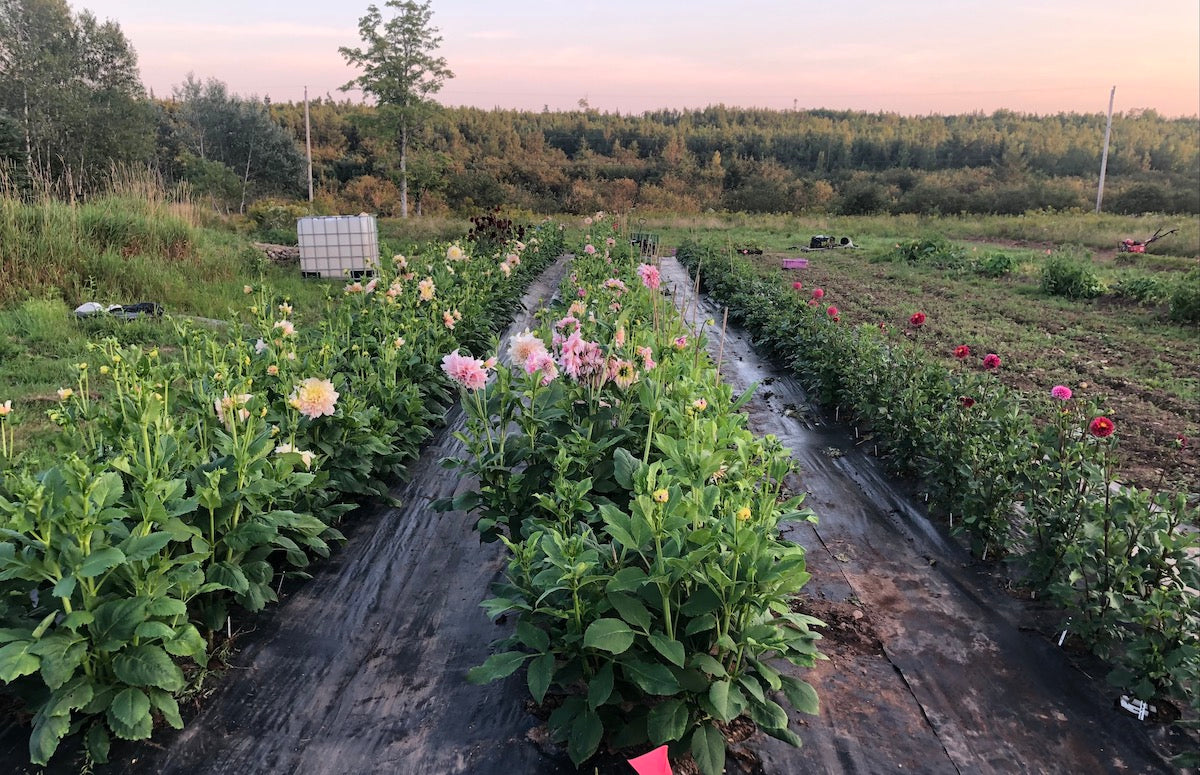 Dahlia flower rows in farm garden