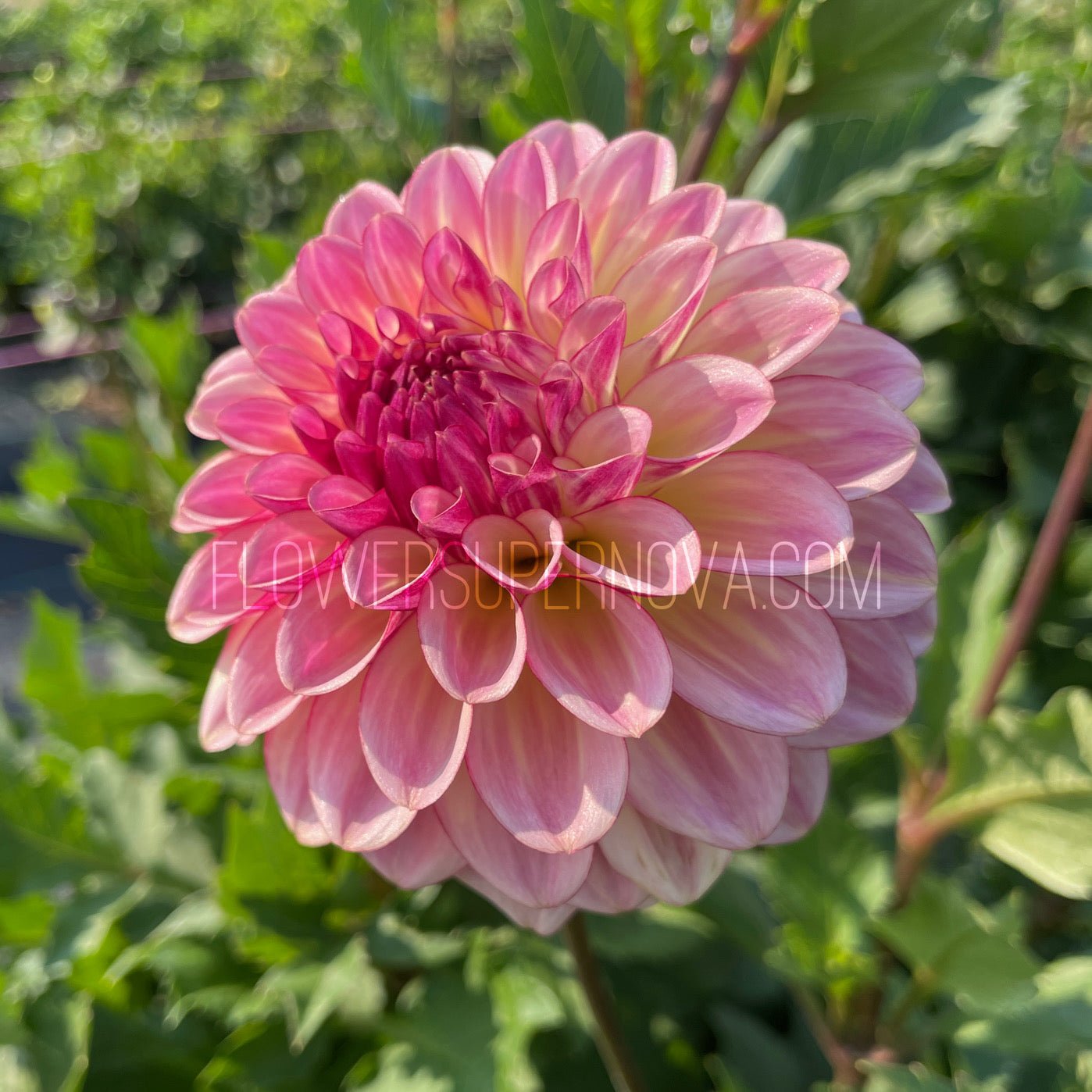 Dahlia Alpen Sundown