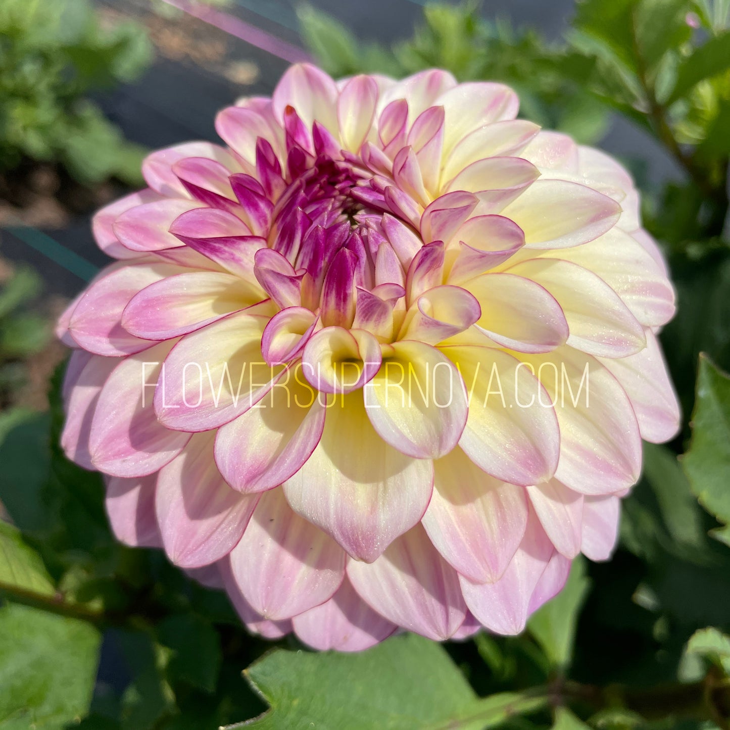 Dahlia Alpen Sundown