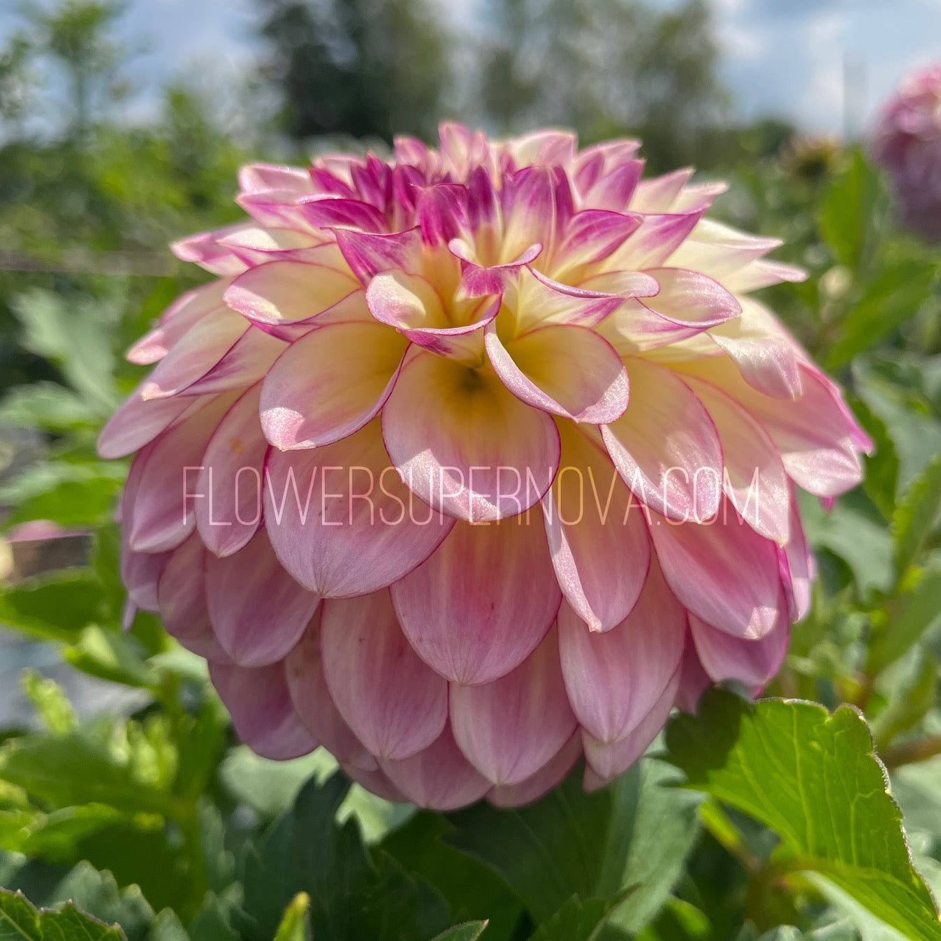 Dahlia Alpen Sundown