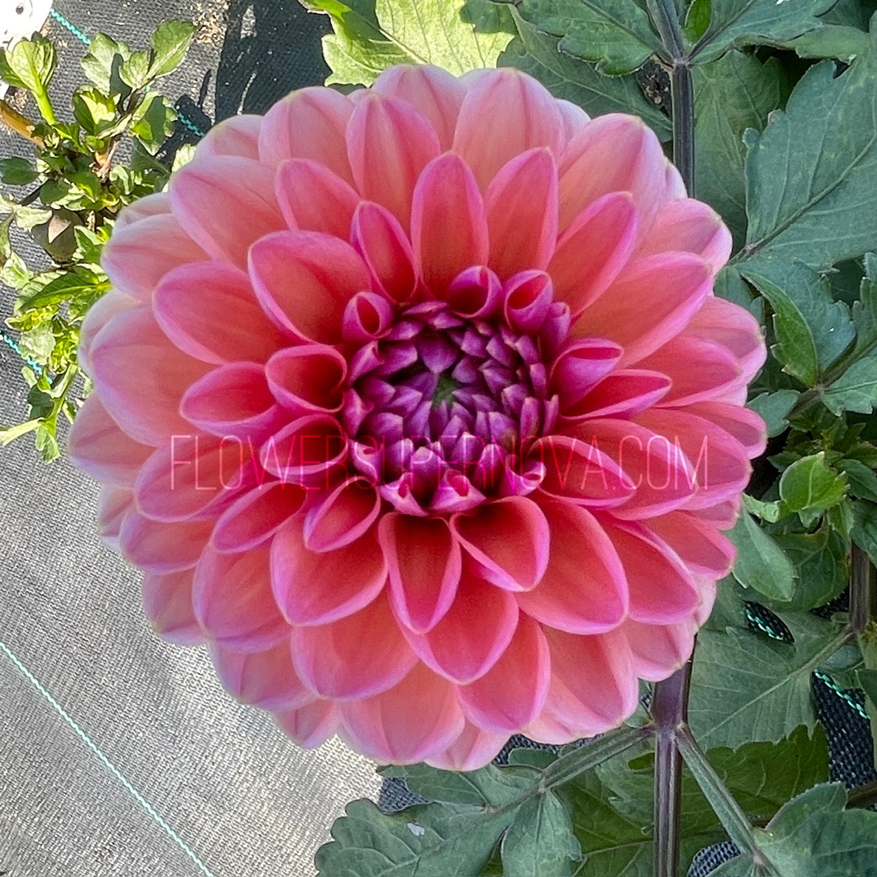Dahlia Daisy Duke