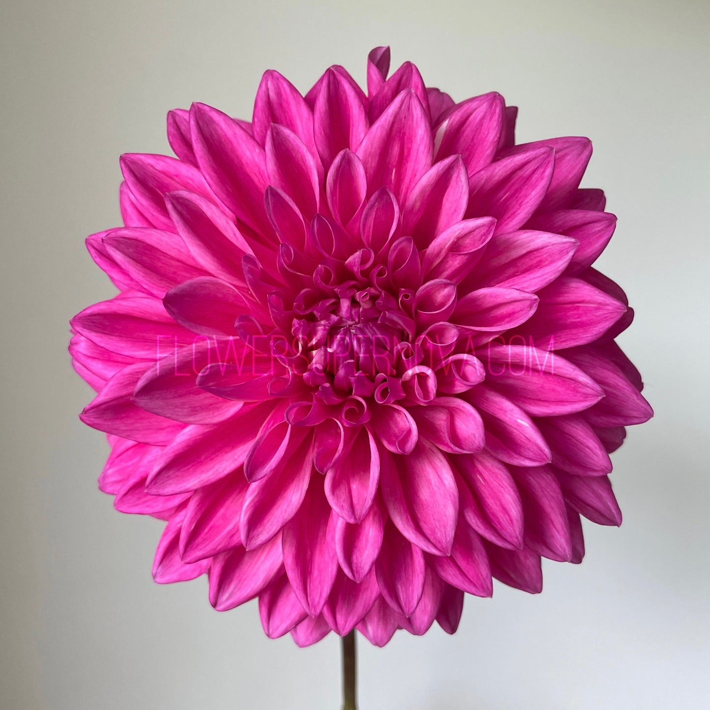 Dahlia Bargaly Blush