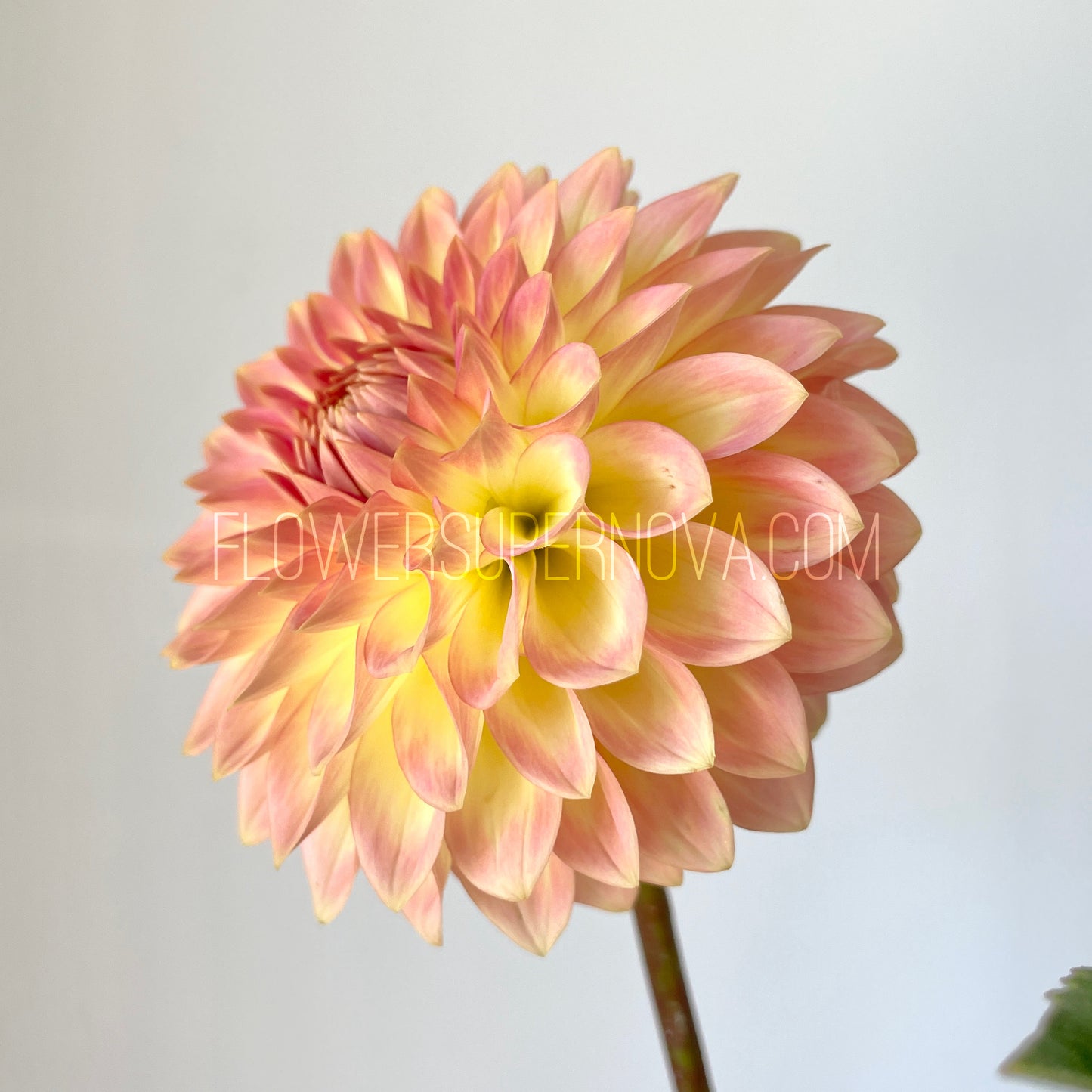 Dahlia Oreti Adele