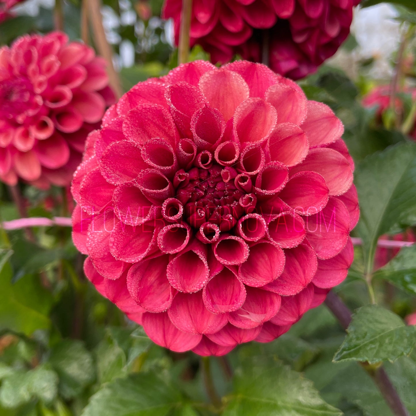 Dahlia Mission Gypsy