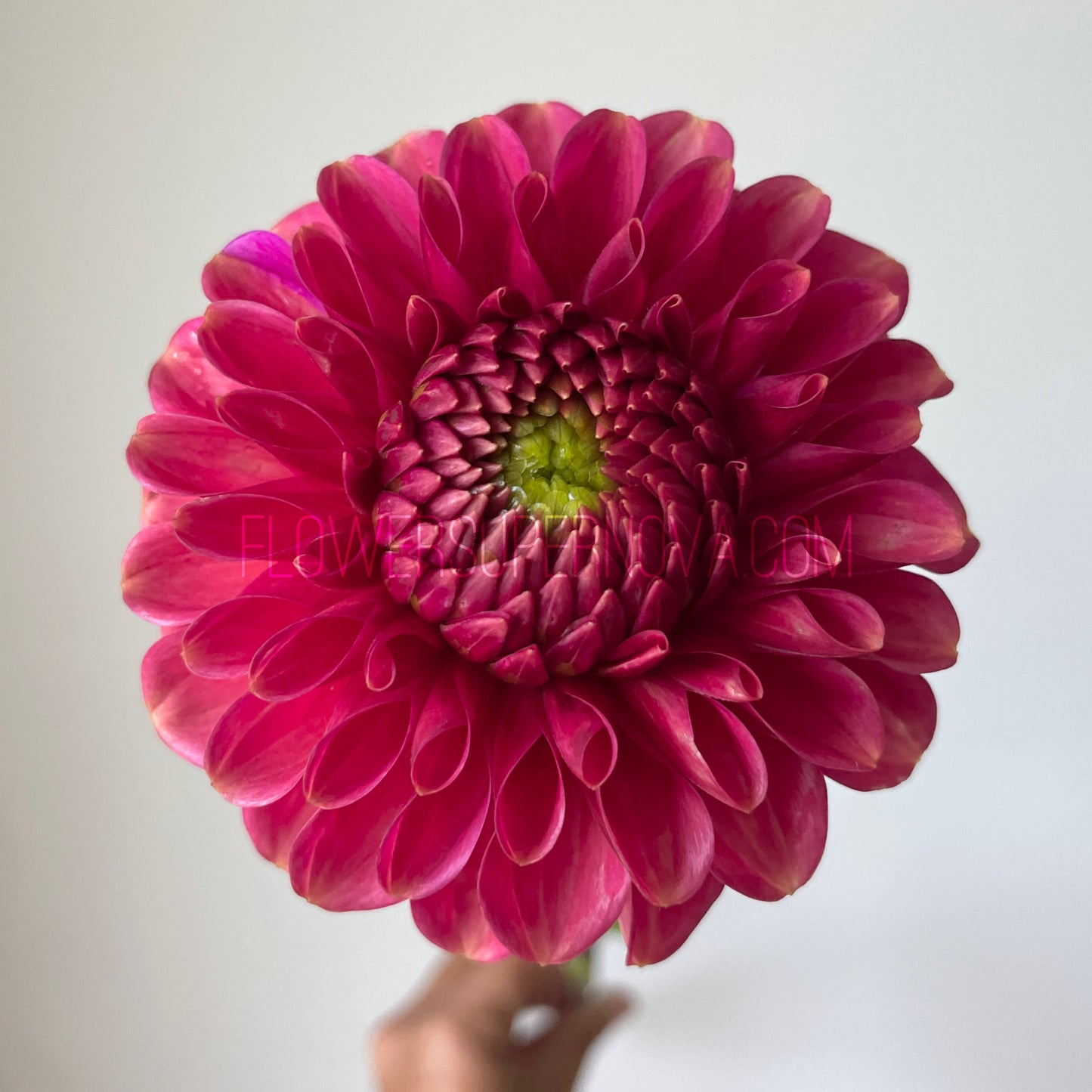 Dahlia Zundert Mystery Fox