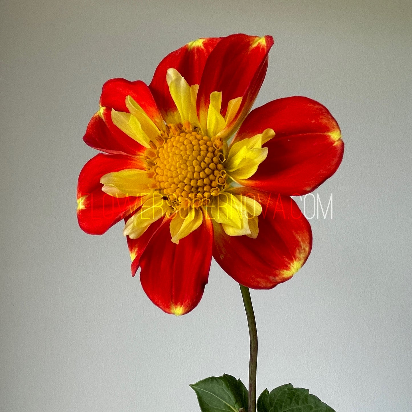 Dahlia Pooh