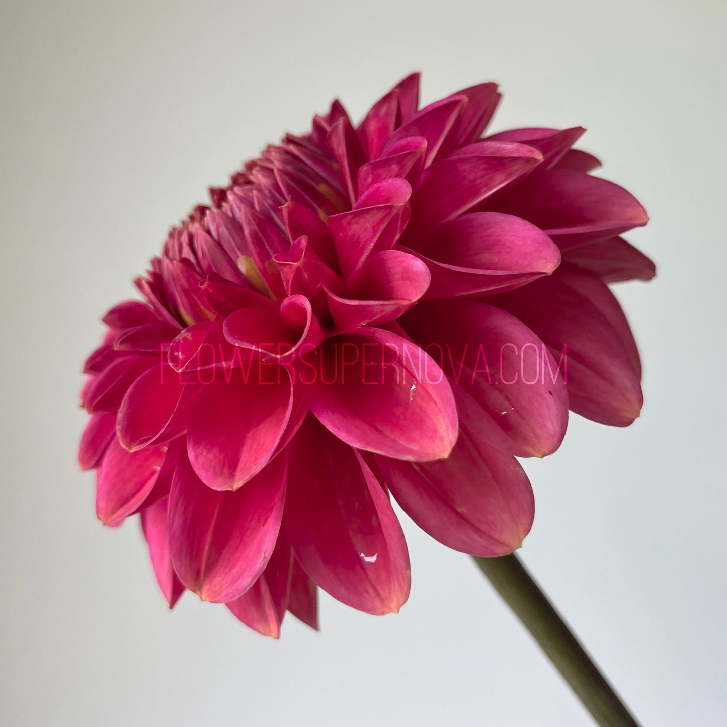 Dahlia Zundert Mystery Fox