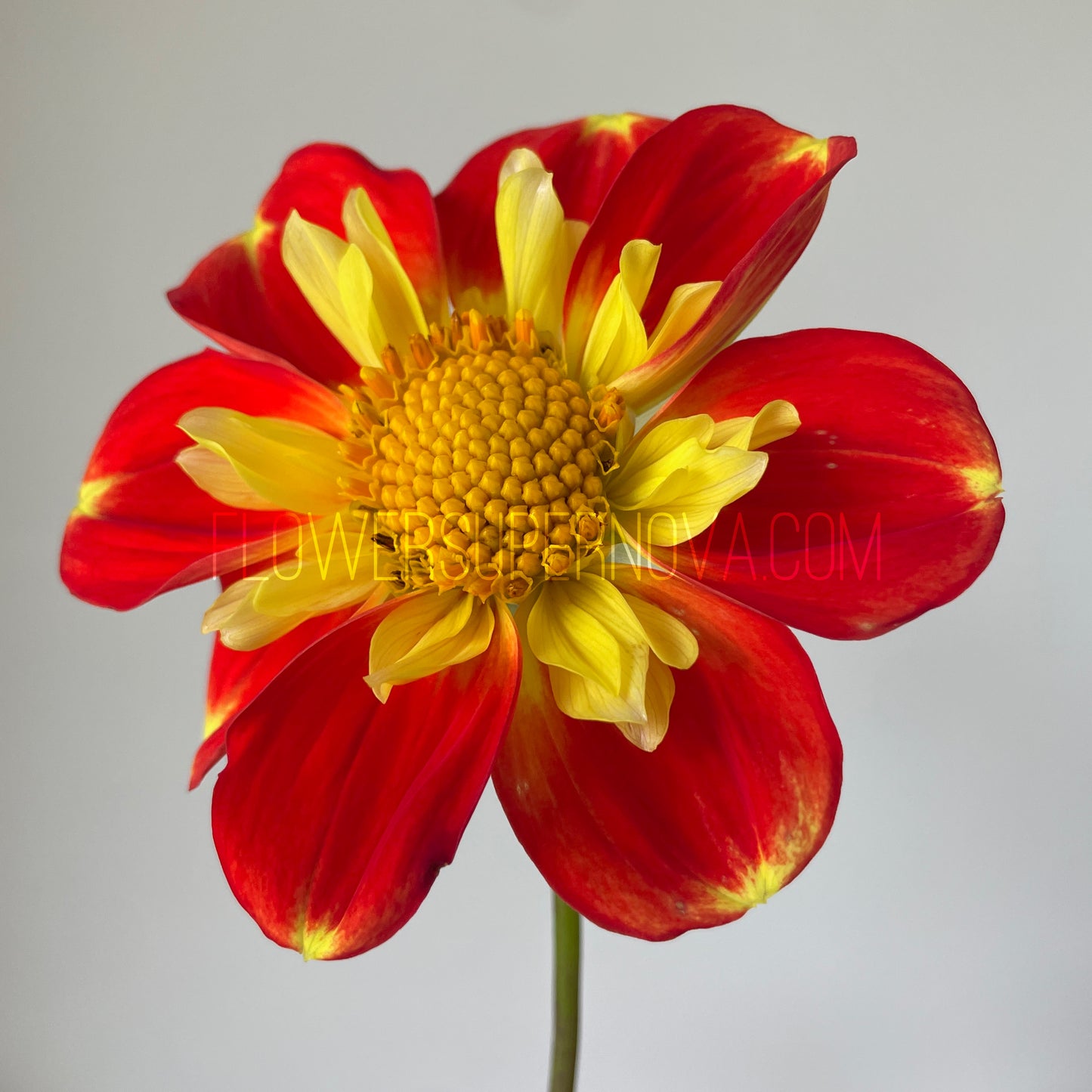 Dahlia Pooh