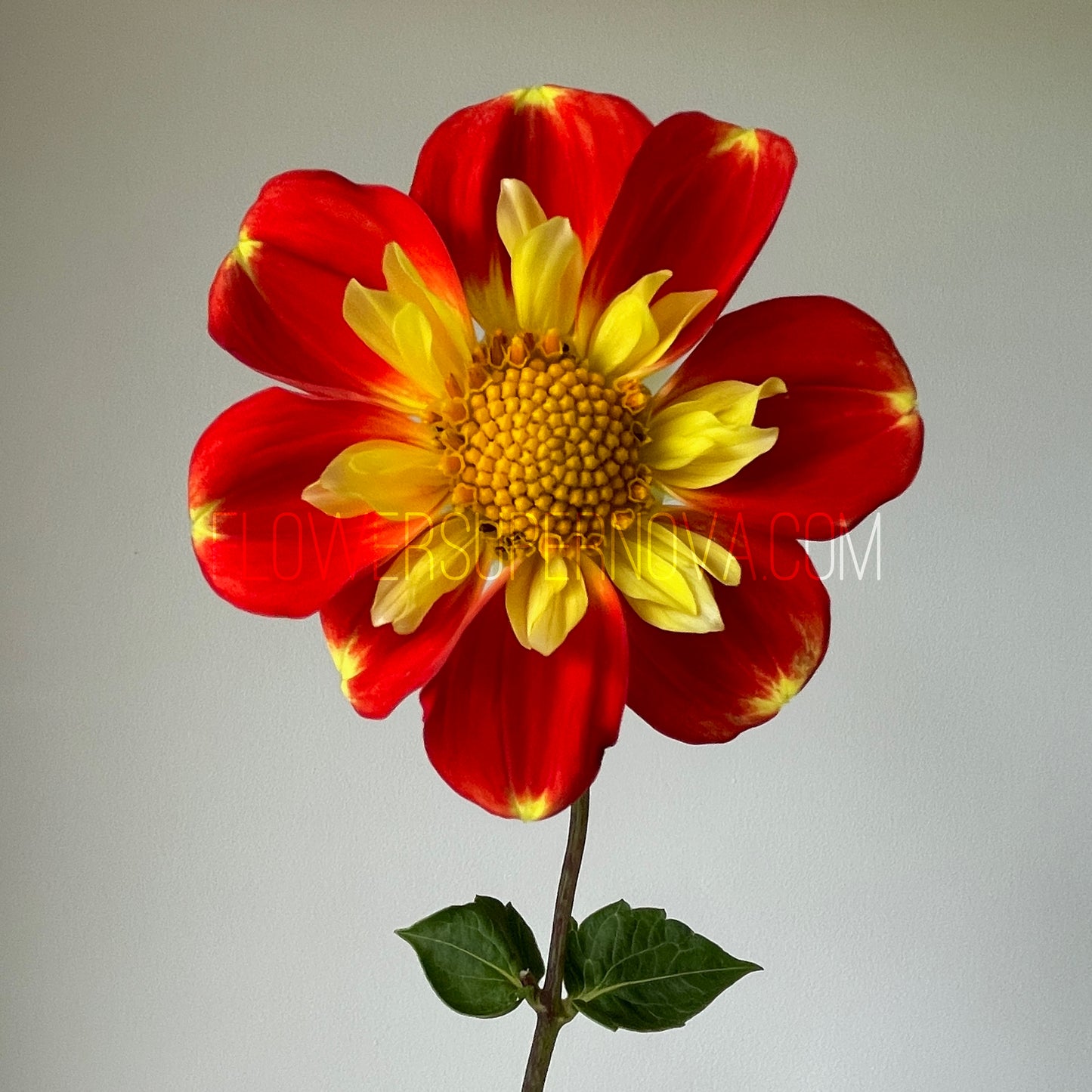 Dahlia Pooh