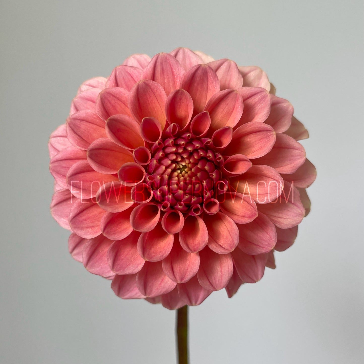 Dahlia Rose Toscano