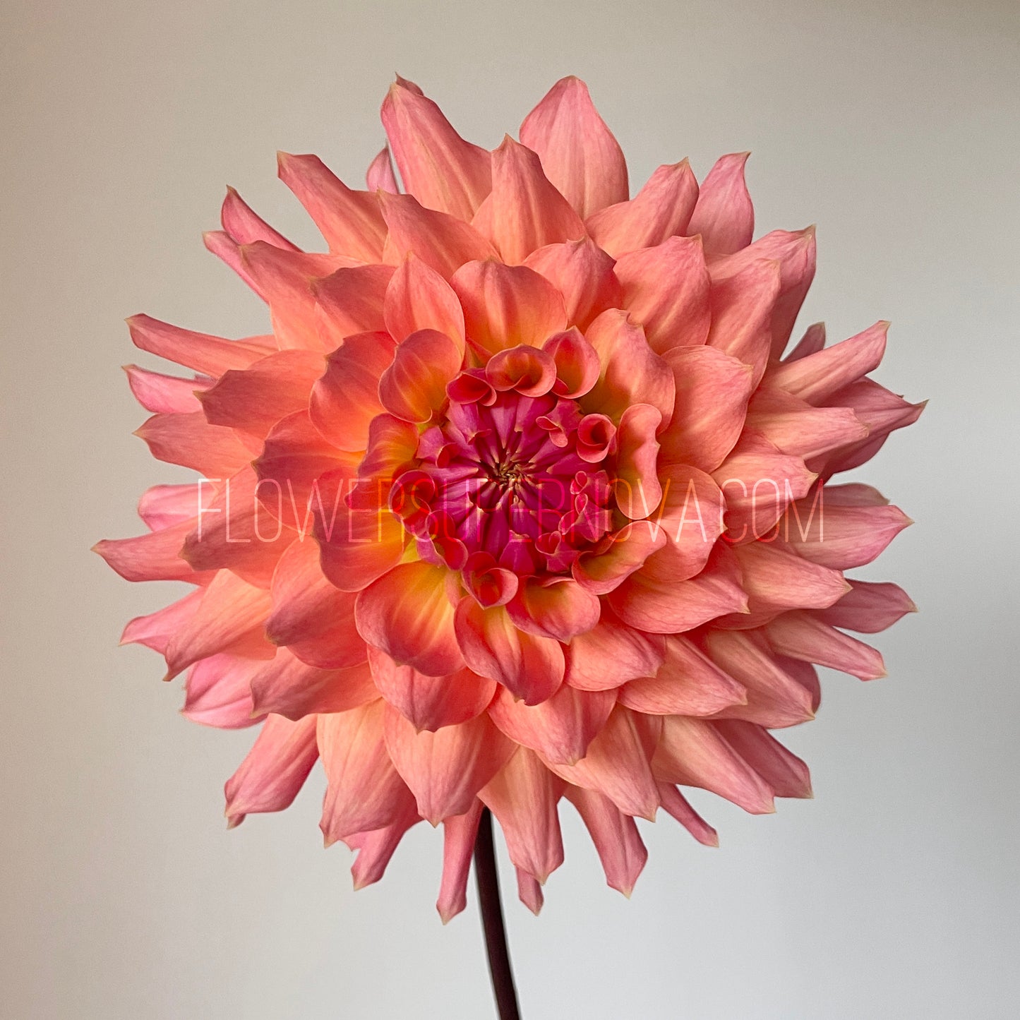 Dahlia Hilltop Lost Treasure