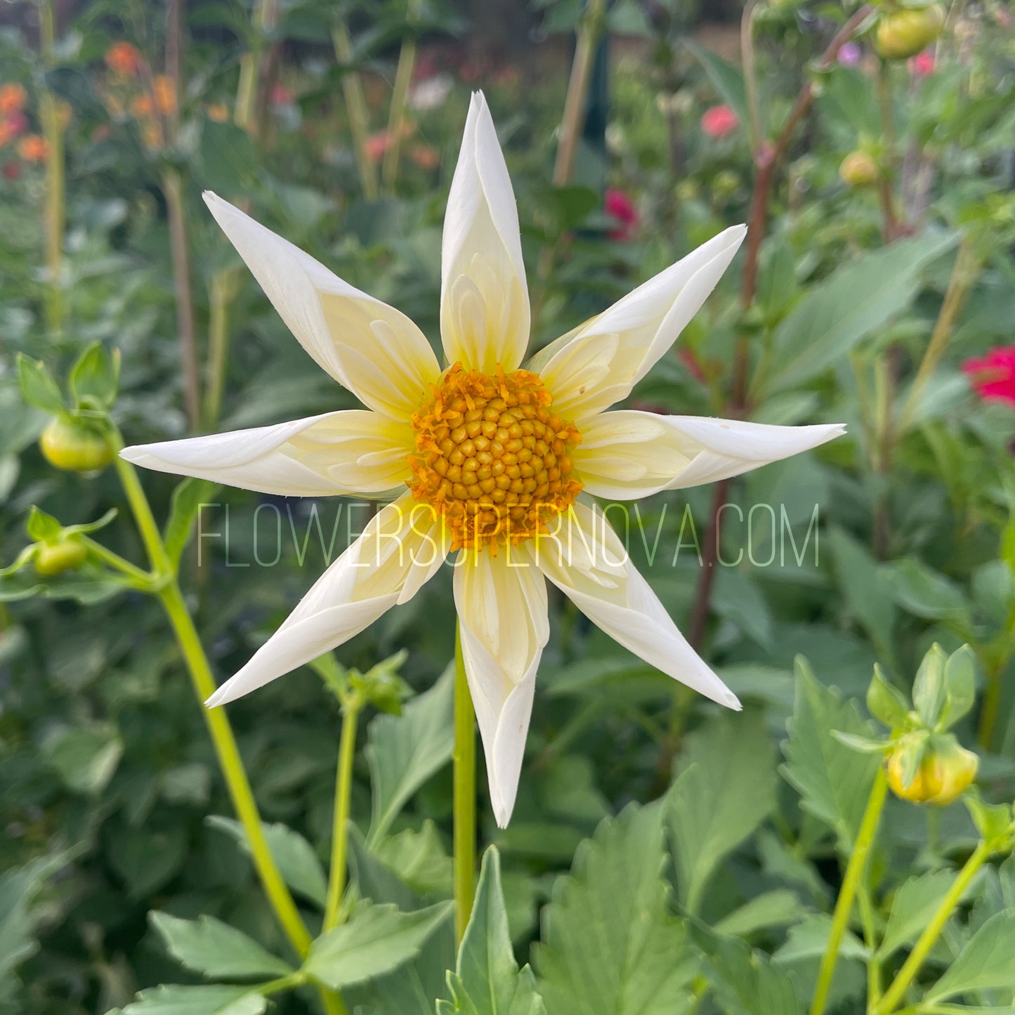 Dahlia SB's Buttercream