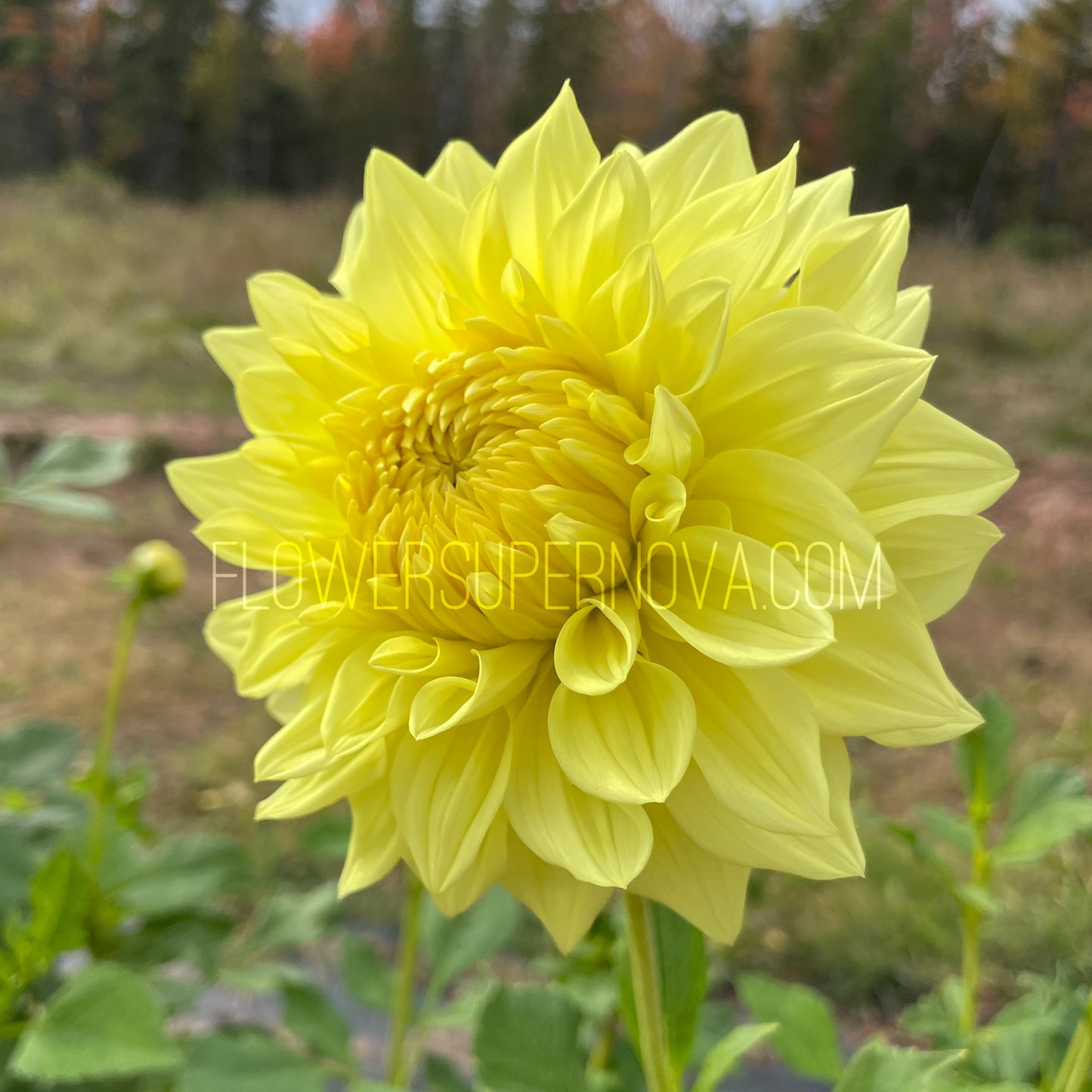 Dahlia Shirwell Greta