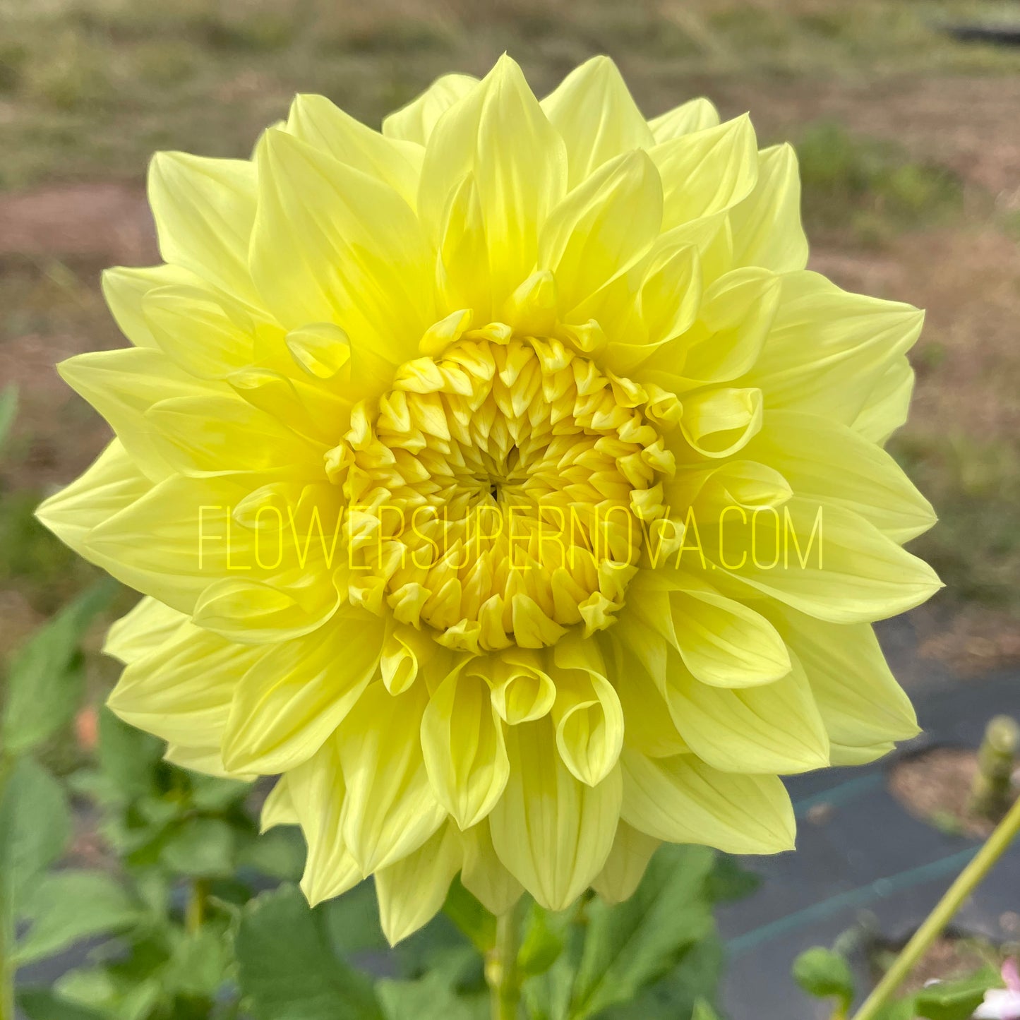 Dahlia Shirwell Greta