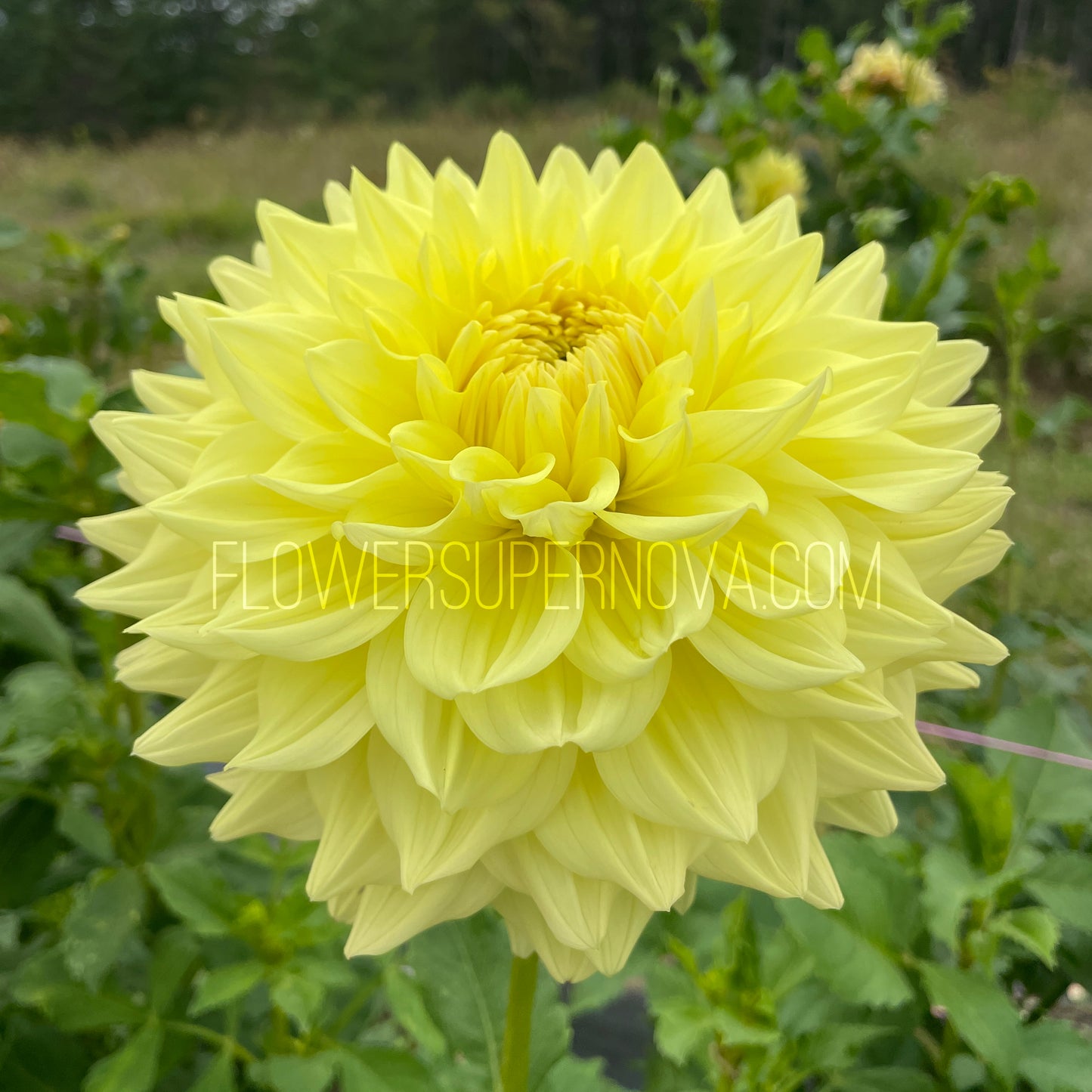 Dahlia Shirwell Greta