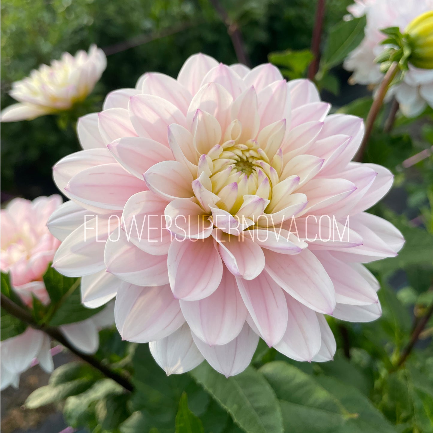 Dahlia Silver Years