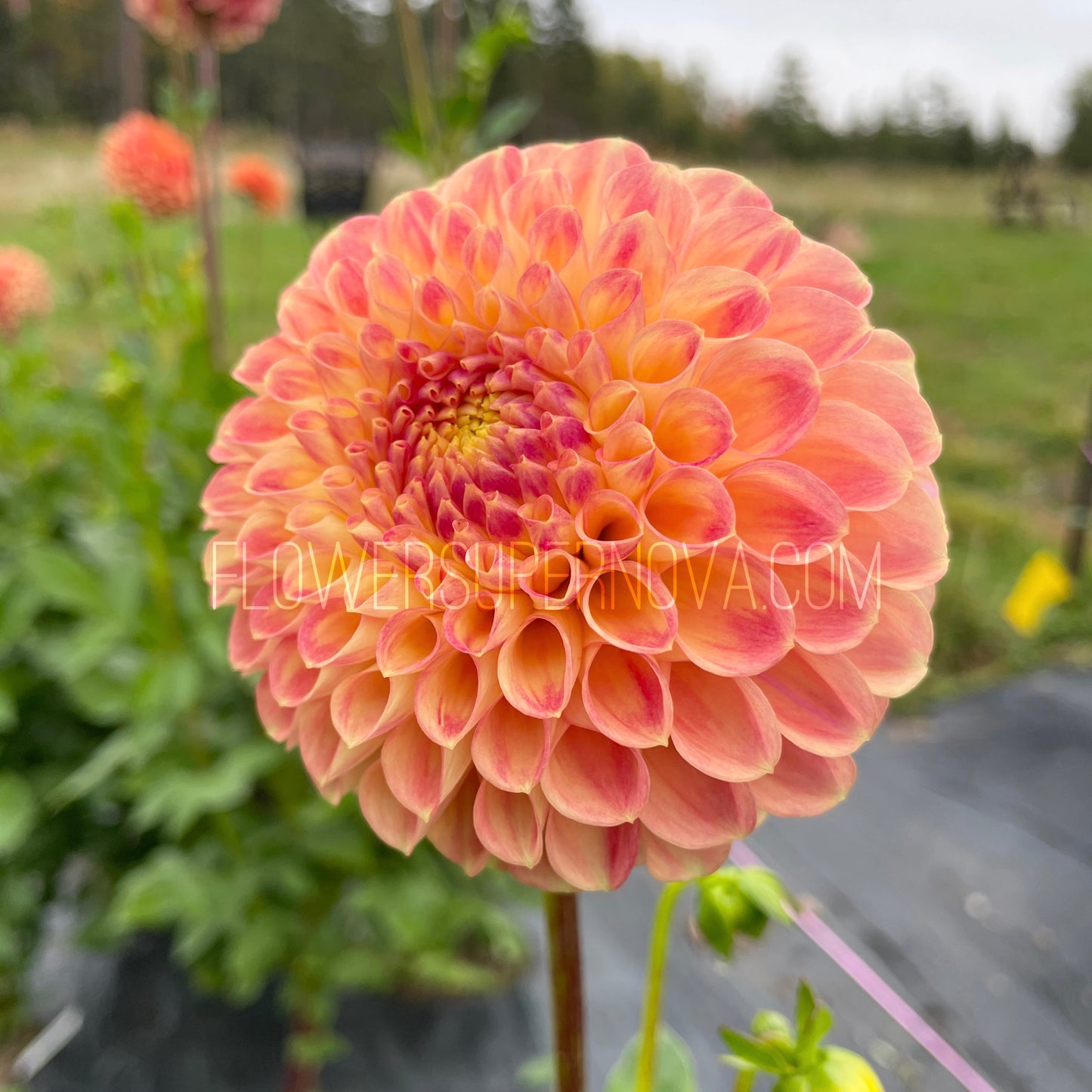 Dahlia Snoho Doris