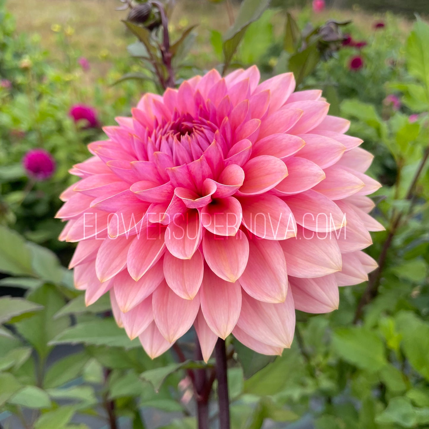 Dahlia Sweet Sanne - LIMIT 1