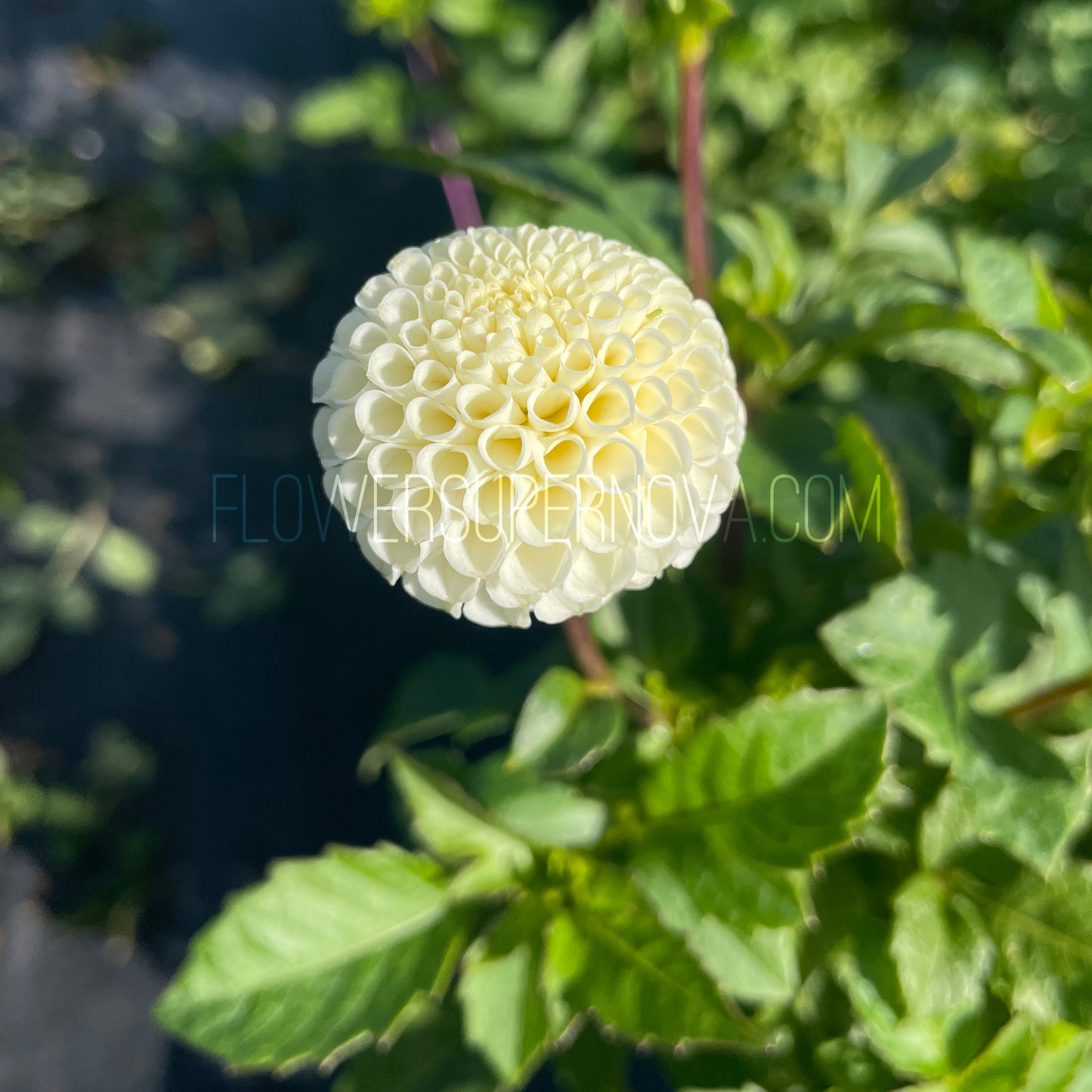 Dahlia Tiny Treasure