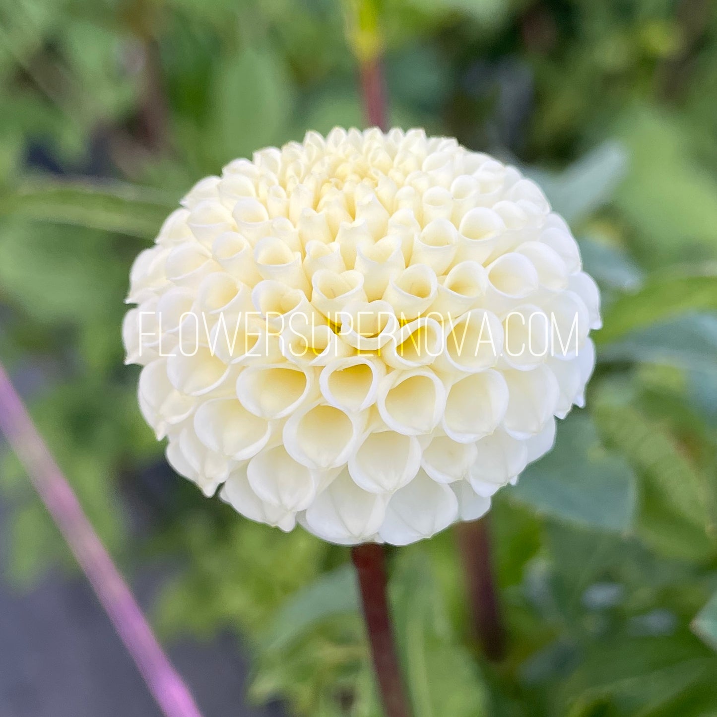 Dahlia Tiny Treasure