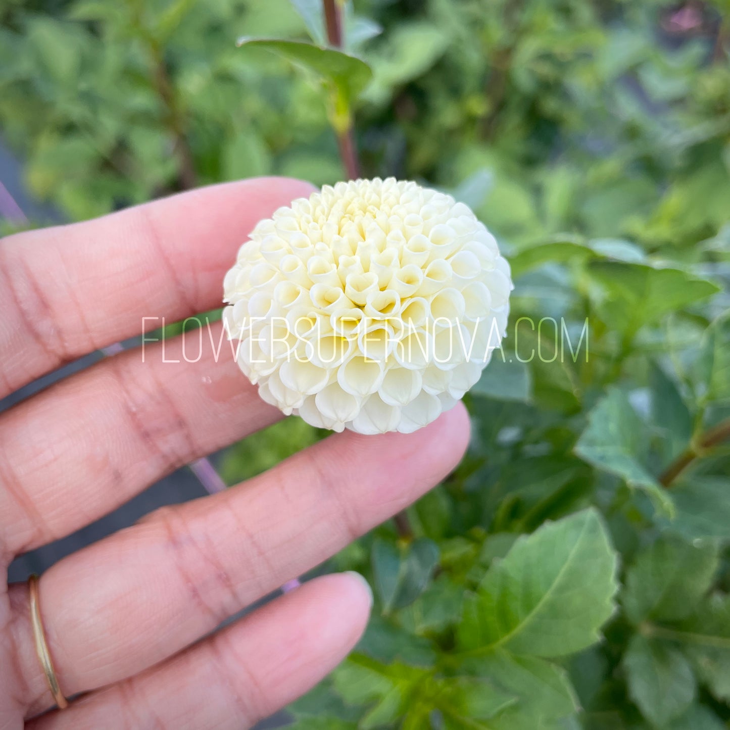 Dahlia Tiny Treasure
