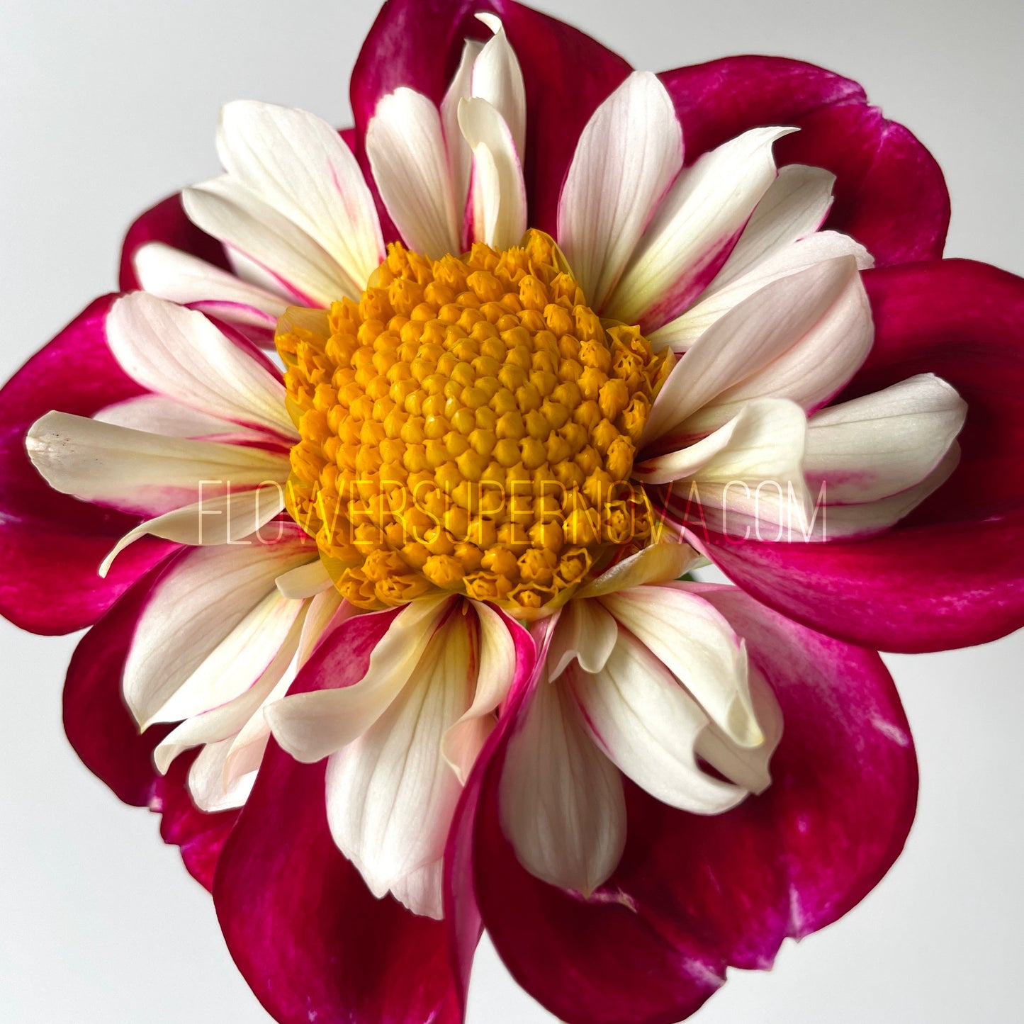 Dahlia Bumble Rumble