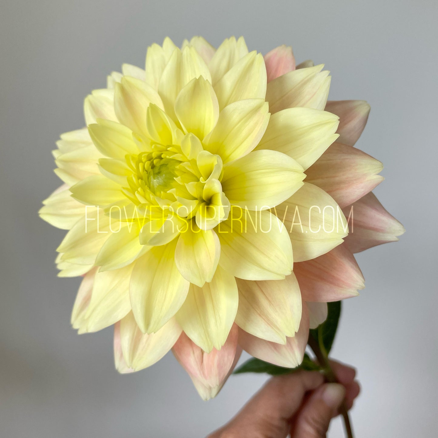 Dahlia Verkist Tranquility