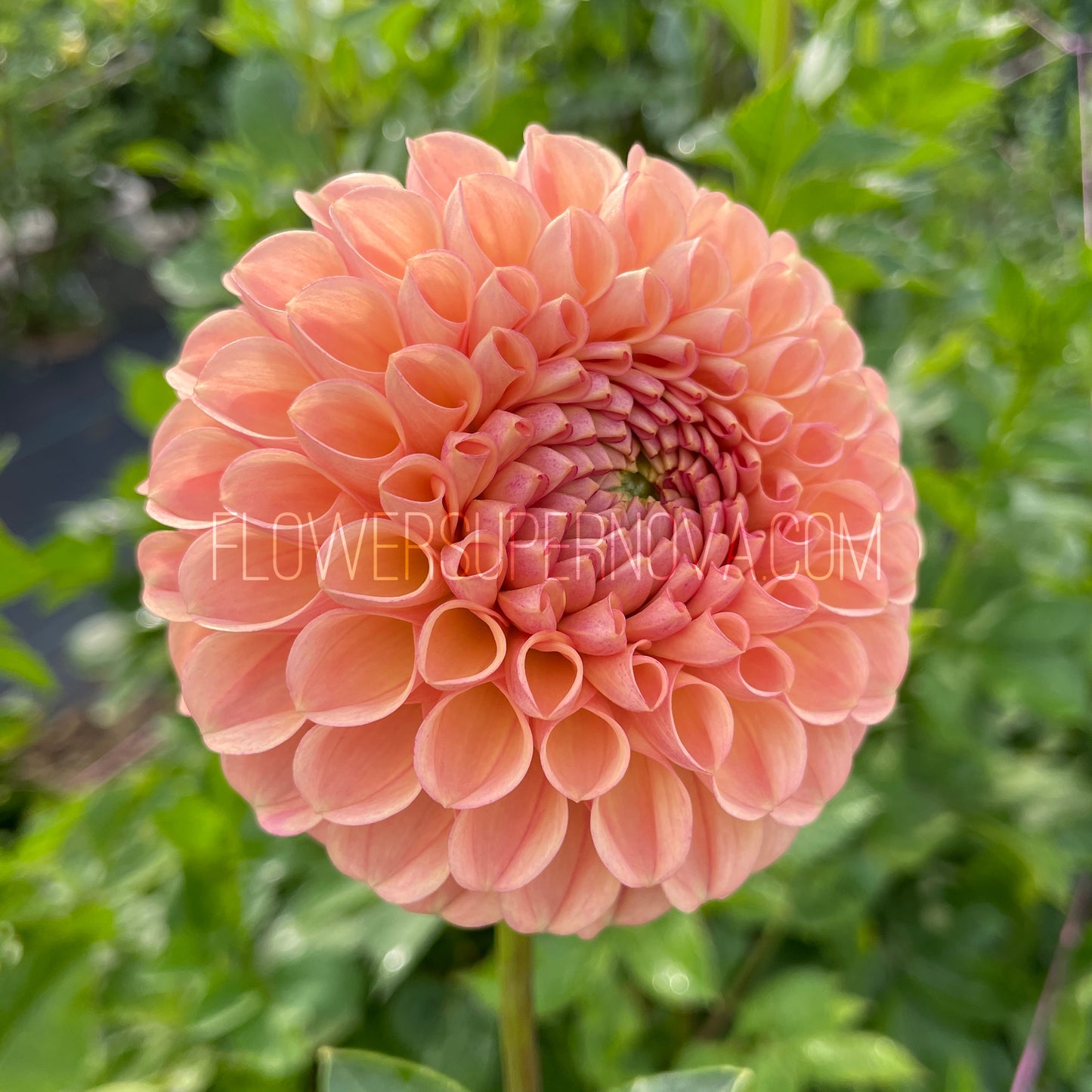 Dahlia Van Isle Erika - LIMIT 1