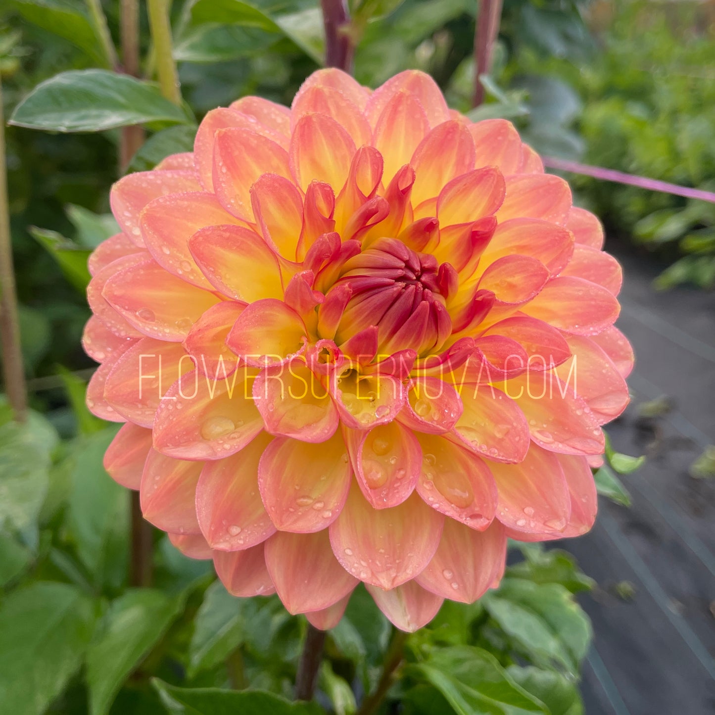 Dahlia Van Isle Glow