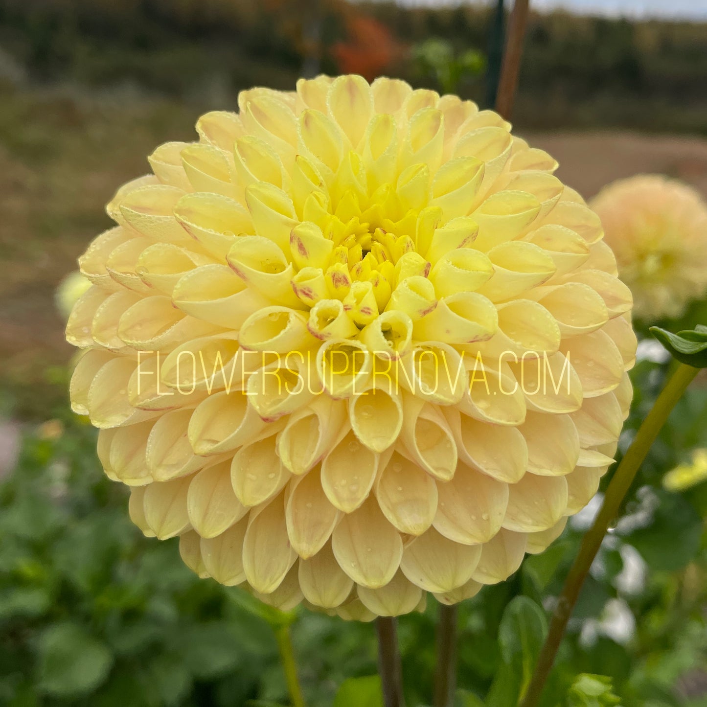 Dahlia Van Isle Mary - LIMIT 1