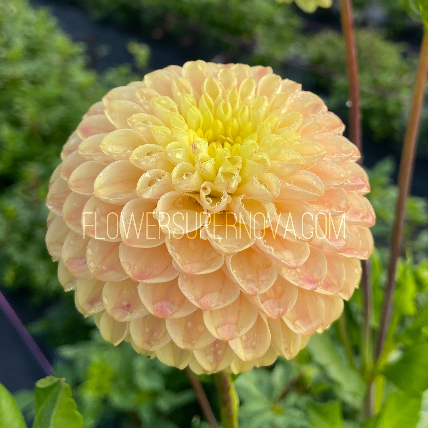 Dahlia Van Isle Mary - LIMIT 1